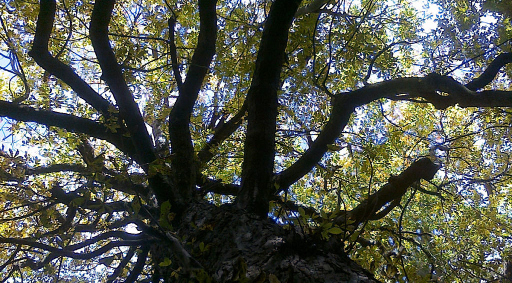 looking up into a tree
